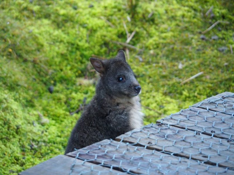 Cradle Mountain Lodge, Australian native animals, Tasmania, Australia