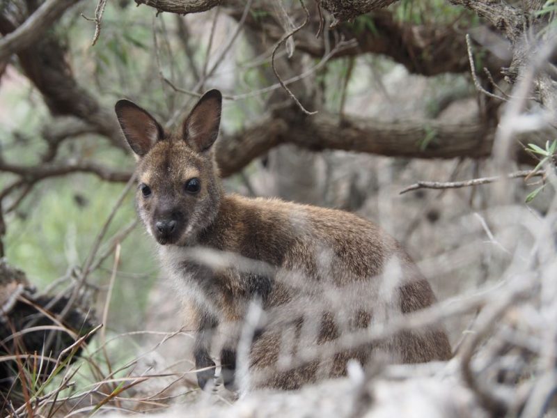 Native wildlife, Wineglass Bay, Tasmania, Australia