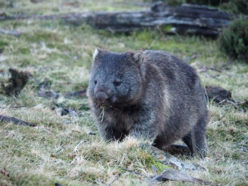 Australian native wildlife, Cradle Mountain National Park, Tasmania, Australia