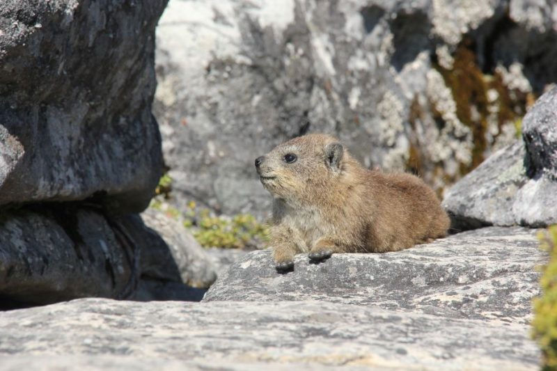 Table Mountain animals, Cape Town, South Africa