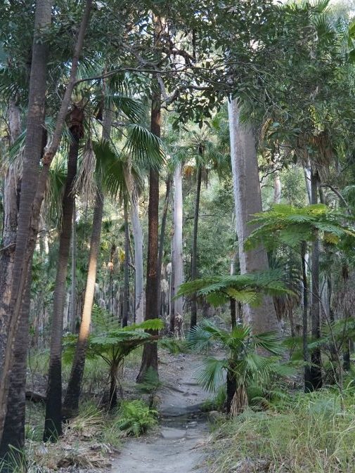 Carnarvon Gorge, Carnarvon National Park, tall trees, palms