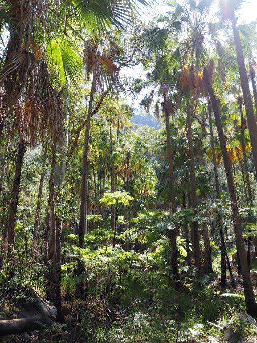 Carnarvon Gorge National Park, towering trees, ferns