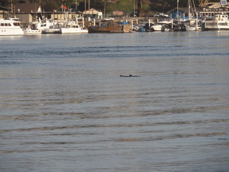 Morro Bay, Sea Otter, Pacific Coast Highway, California