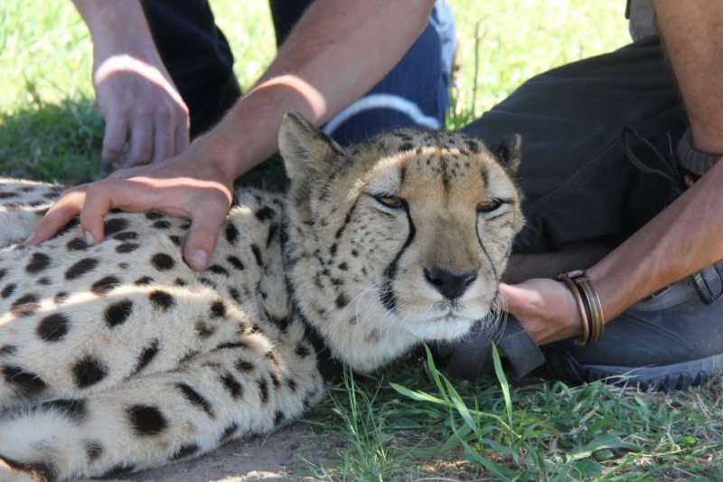 Ashia Cheetah conservation, Cape Town, South Africa, 