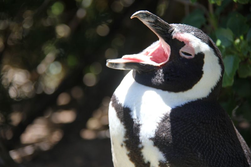 Boulders Beach, Cape Town, South Africa