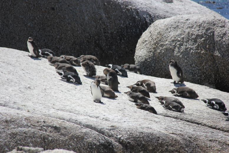 African penguins, Boulders Beach, Simon's Town, Cape Town, South Africa