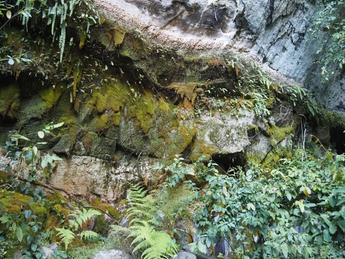 Carnarvon Gorge main walk, the Moss Garden, wall of moss, natural beauty