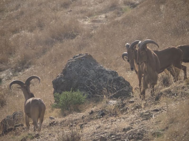 Hearst Castle, menagerie, San Simeon, Pacific Coast Highway