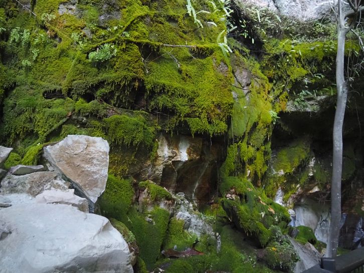 The Moss Garden, Carnarvon Gorge National Park, main walk, moss wall